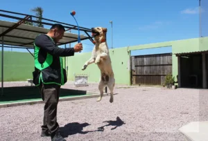 Cali K9 Adiestramiento Canino