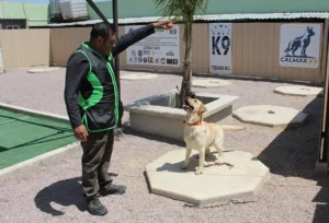 Entrenamiento y Adiestramiento Canino Especializado