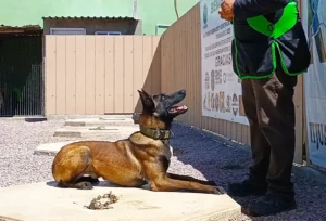 Entrenamiento para perros de seguridad