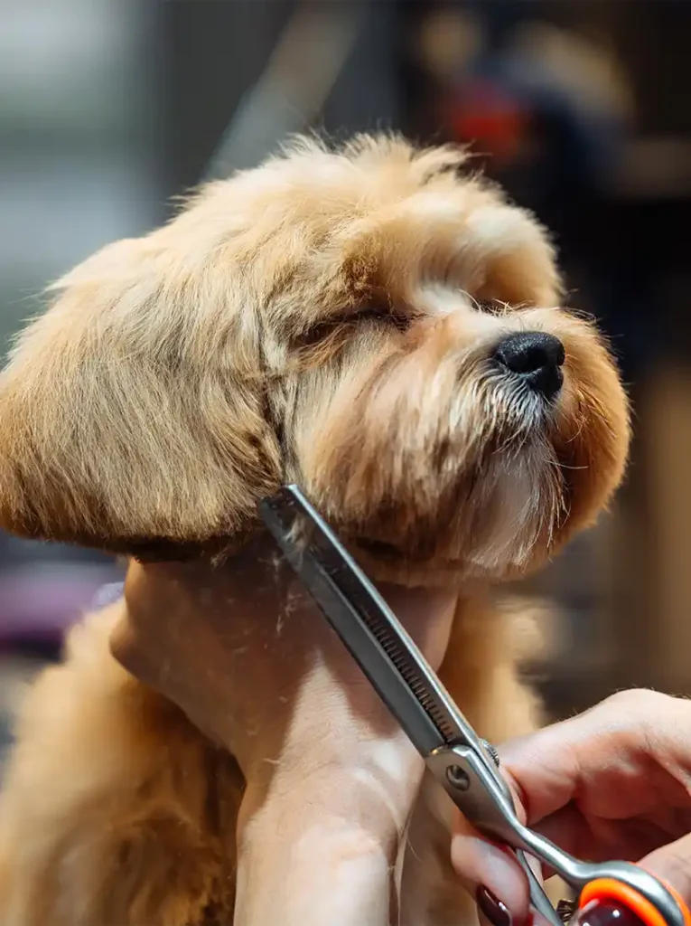 Servicio de Estética Canina en Tijuana y Rosarito Baja California