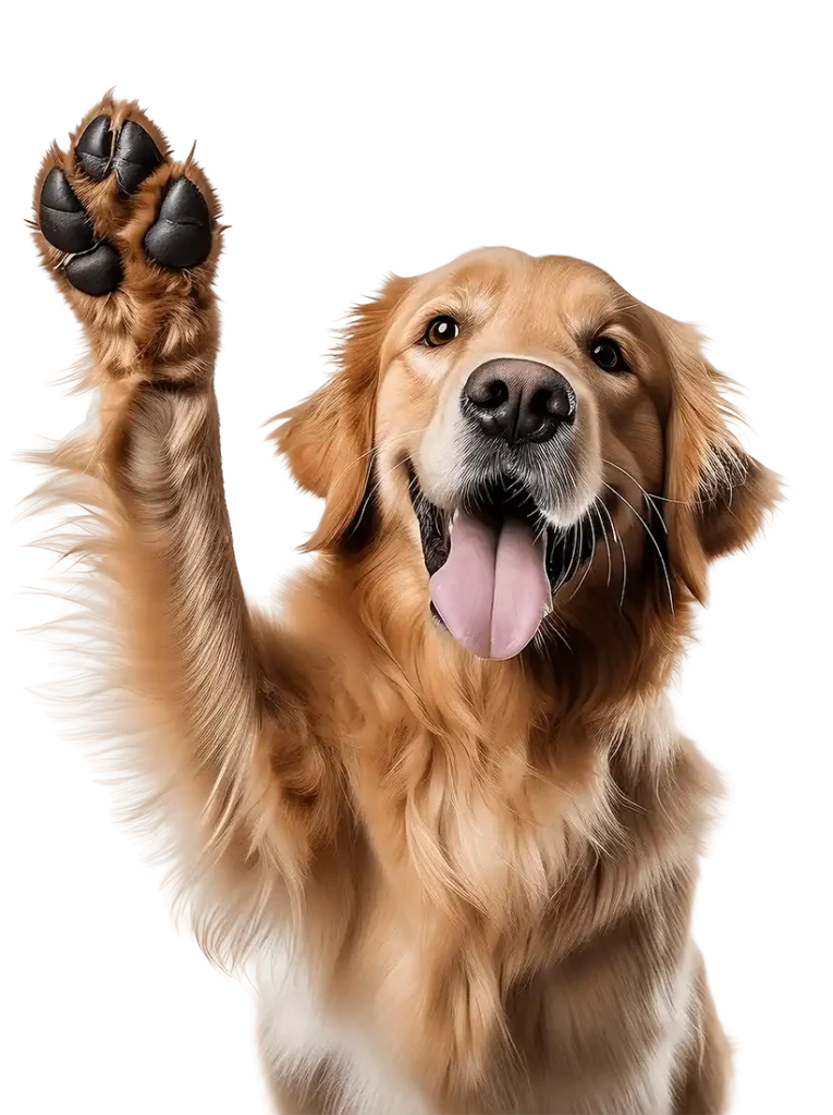 Entrenamiento y Adiestramiento canino en tijuana y rosarito