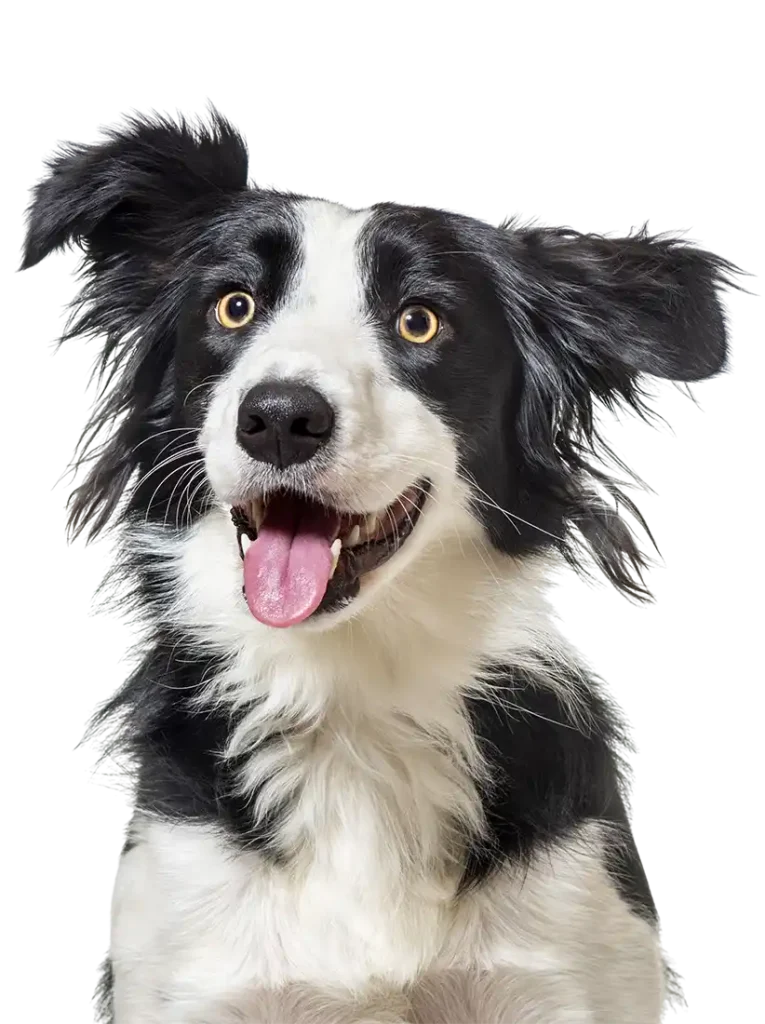 Cali K9 Pensión campestre en Tijuana y Rosarito BC