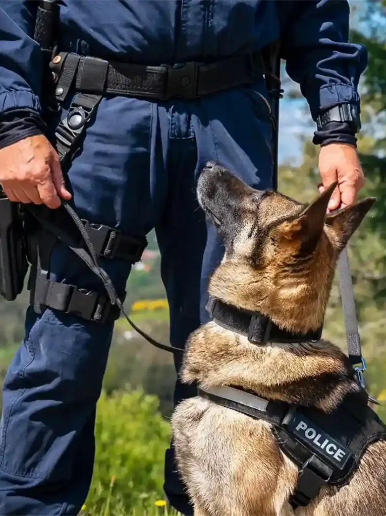 Renta y Venta de Perros entrenados en Tijuana y Rosarito baja California