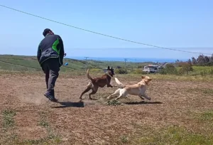 cali-k9-servicio-pension-campestre-03