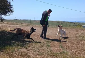 cali-k9-servicio-pension-campestre-04
