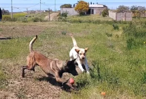 cali-k9-servicio-pension-campestre-05
