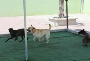 cali-k9-servicio-pension-campestre-06