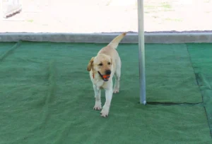 cali-k9-servicio-pension-campestre-07