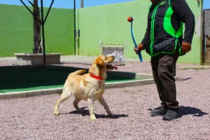 calik9-rosarito-instalaciones-03